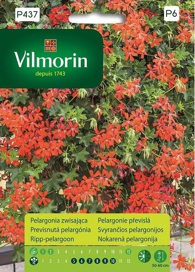 Vilmorin pelargonia czerwona bluszczolistna zwisająca 5 nasiona sklep rajogrodnika